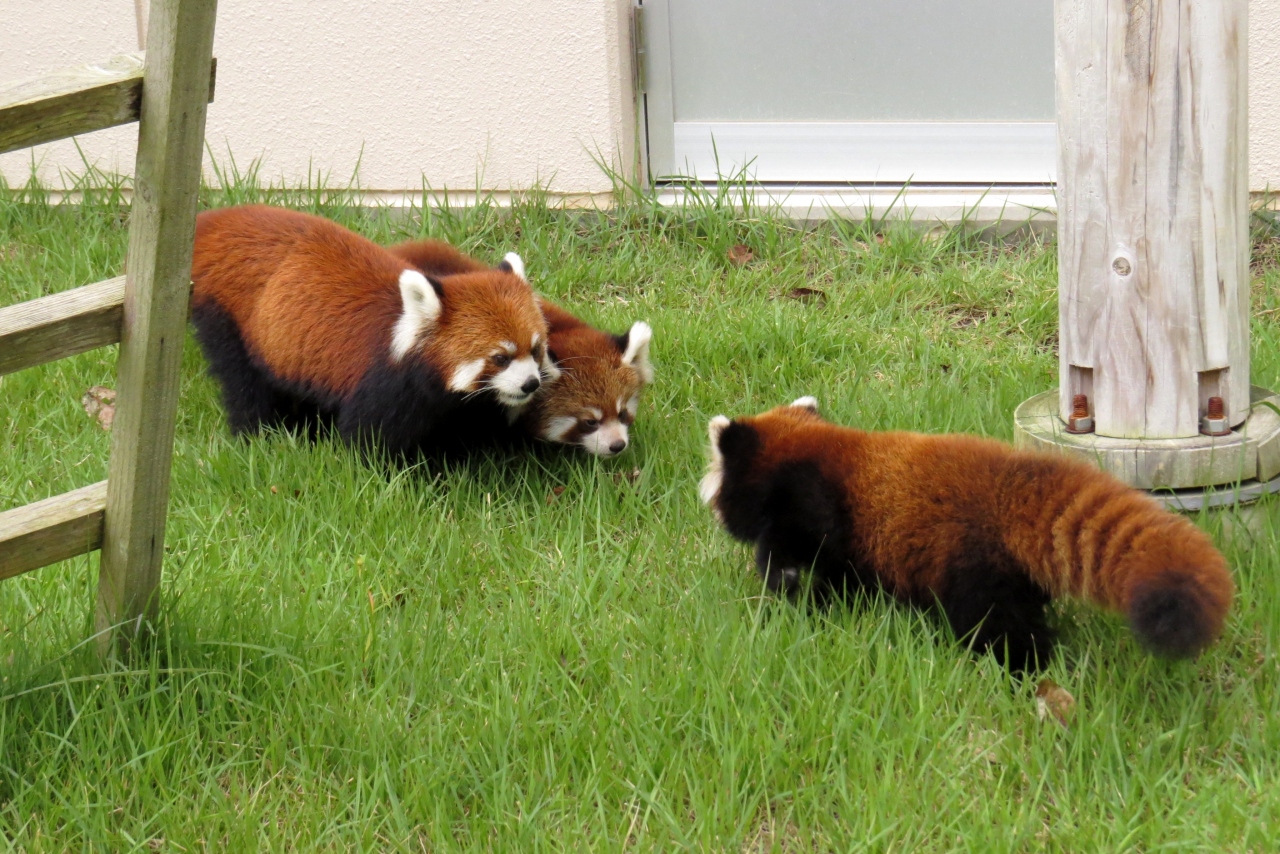 初秋のレッサーパンダ紀行 10 福知山市動物園 やったね キャラ君 しらたまちゃん 福知山 Zooで初めてのレサベビ 光 秀兄弟の公開初日に行ってきました 福知山 京都 の旅行記 ブログ By Jilllucaさん フォートラベル 初秋のレッサーパンダ紀行 10 福知山市動物園 やったね キャラ君 しらたまちゃん 福知山 Zooで初めてのレサベビ 光 秀兄弟の公開初日に行ってきました 福知山 京都 の旅行記 ブログ By Jilllucaさん フォートラベル