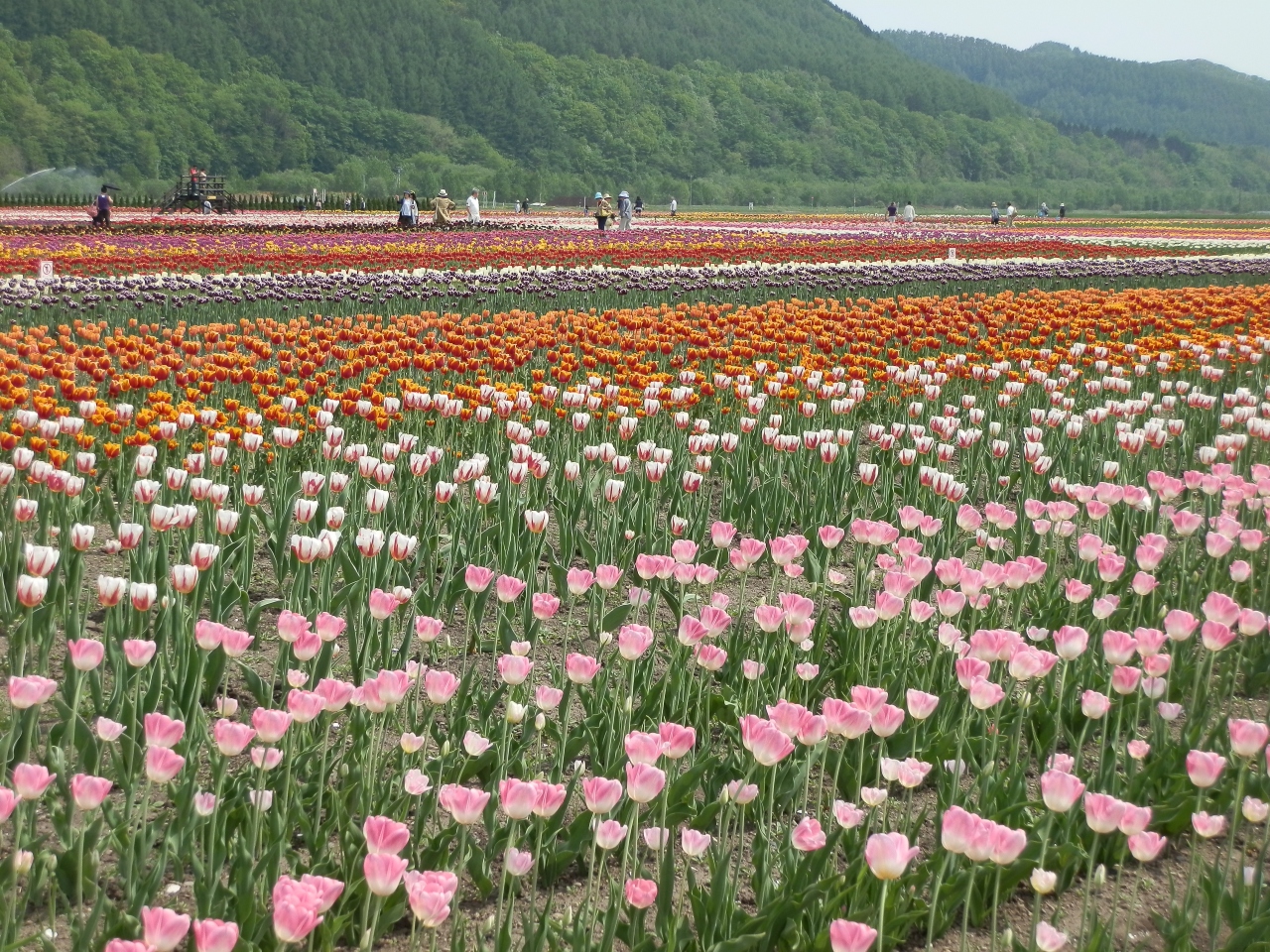 チューリップで夢を見よう から始まった サロマ湖 湧別 北海道 の旅行記 ブログ By ガッサンさん フォートラベル