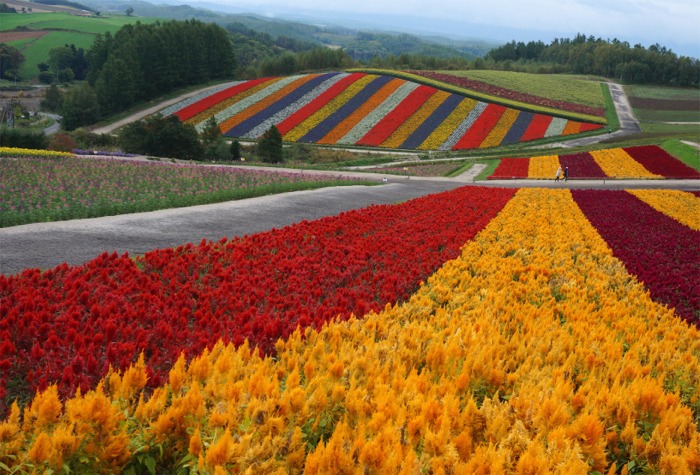一番早い紅葉を見に北海道へ 1日目曇天の富良野 美瑛 でもお花はきれいだった 美瑛 びえい 北海道 の旅行記 ブログ By まりも母さん フォートラベル