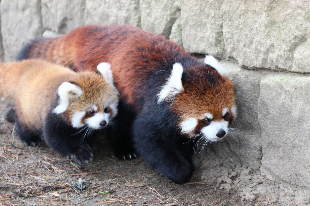 Hello レッサーパンダの赤ちゃん ママを必死に追いかけて木登りを学びつつある茶色いチビちゃん 八木山動物公園にて 仙台 宮城県 の旅行記 ブログ By まみさん フォートラベル Hello レッサーパンダの赤ちゃん ママを必死に追いかけて木登りを学びつつある茶色いチビちゃん 八木山動物公園にて 仙台 宮城県 の旅行記 ブログ By まみさん フォートラベル