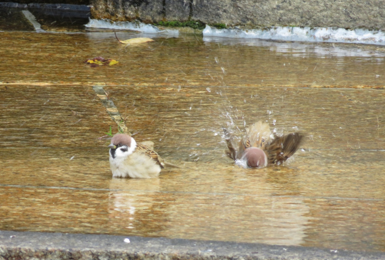 16秋 鶴舞公園の秋薔薇と酔芙蓉 4 完 10月19日 4 野鳥 スズメの水浴び カラスの行水 それを横眼のハクセキレイ 鶴舞 堀田 愛知県 の旅行記 ブログ By 旅人のくまさんさん フォートラベル 16秋 鶴舞公園の秋薔薇と酔芙蓉 4 完 10月19日 4 野鳥 スズメの水浴び カラスの行水 それを横眼のハクセキレイ 鶴舞 堀田 愛知県 の旅行記 ブログ By 旅人のくまさんさん フォートラベル