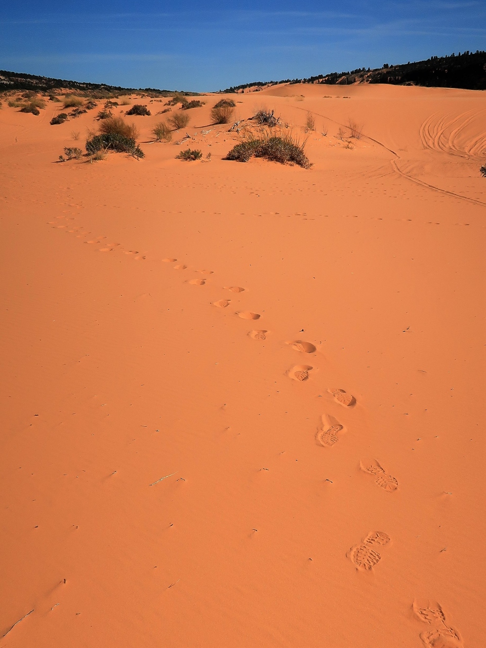 アメリカ西部17 コーラルピンクサンドデューンズ探訪 砂漠地帯の砂丘を歩く ブライスキャニオン国立公園周辺 アメリカ の旅行記 ブログ By マキタンさん フォートラベル
