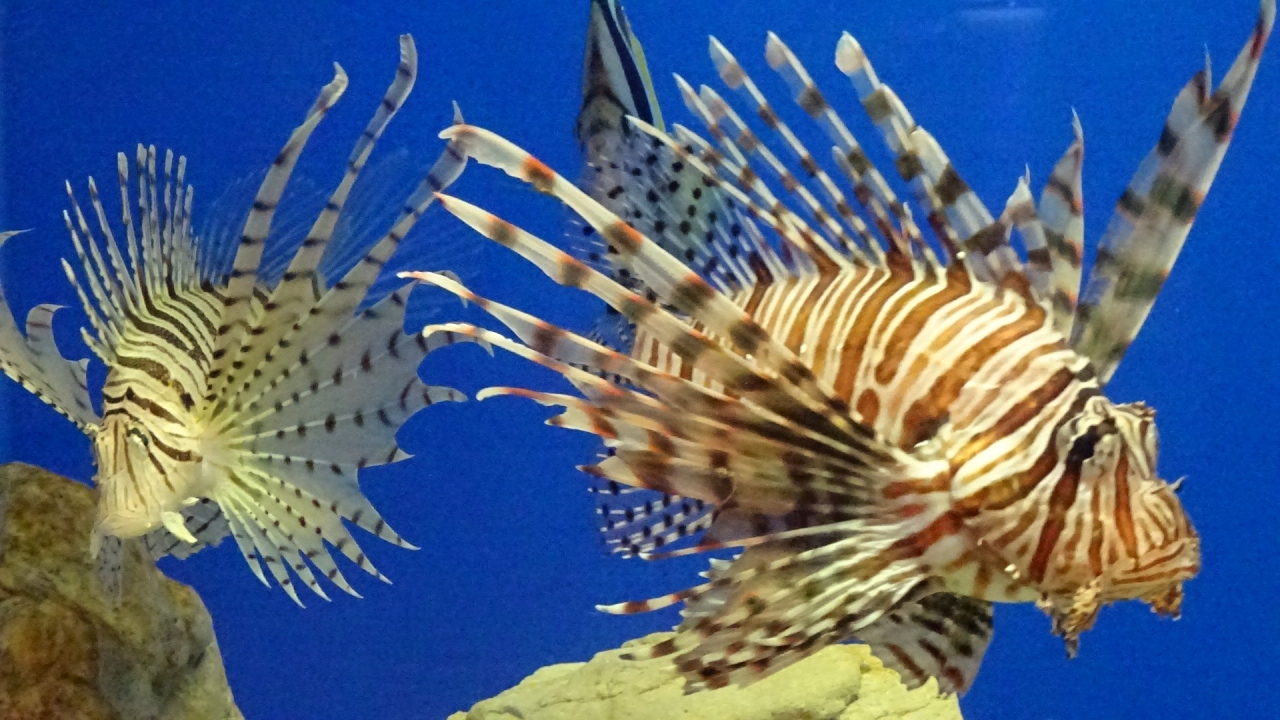 気儘な一人旅 46 宮津市 魚っ知館 水族館 有料エリア 天橋立 宮津 京都 の旅行記 ブログ By Hn11さん フォートラベル 気儘な一人旅 46 宮津市 魚っ知館 水族館 有料エリア 天橋立 宮津 京都 の旅行記 ブログ By Hn11さん フォートラベル