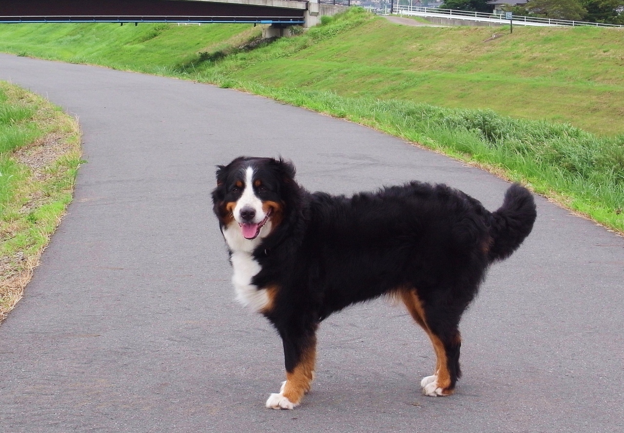 バーニーと行く北陸 大型犬との旅は楽しい か 前編 石川県の旅行記 ブログ By ほいみさん フォートラベル
