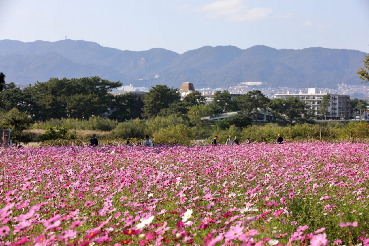 コスモス園までプチサイクリング 尼崎 兵庫県 の旅行記 ブログ By 人見知りのサンタさん フォートラベル
