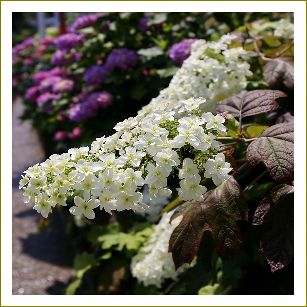 Solitary Journey 紫陽花特別編 満開 住宅街の市道を彩る紫陽花 呉市から美しい街づくり賞を受賞 汐見ヶ丘あじさい通り 広島 県呉市 呉 海田 安浦 広島県 の旅行記 ブログ By Mechagodzilla 703さん フォートラベル