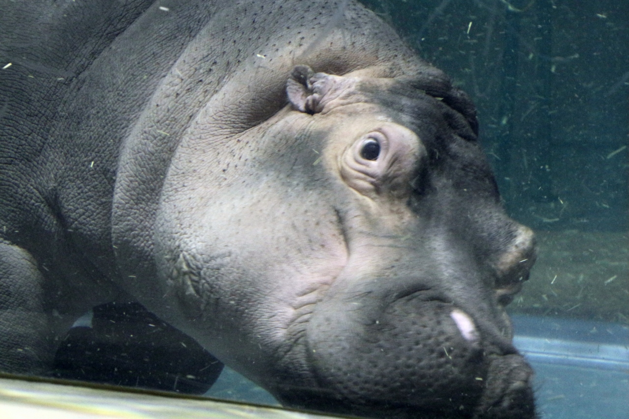 夢叶った北海道レッサーパンダ遠征 旭山動物園 ６ きりん舎 かば館 エゾシカの森 カバの見せ方に大感激 旭川 北海道 の旅行記 ブログ By まみさん フォートラベル