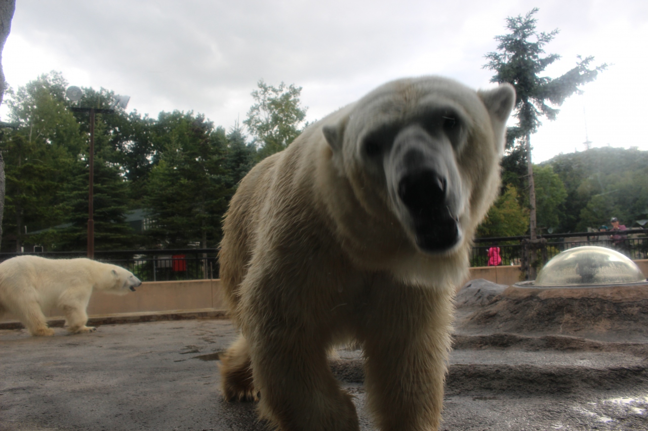 子連れ 北海道旅行 その1 旭山動物園 旭川 北海道 の旅行記 ブログ By アーサーさん フォートラベル