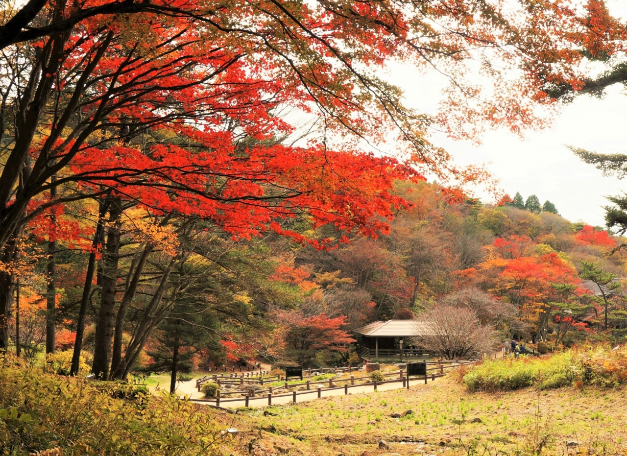 六甲の紅葉と極上のお宿』兵庫県の旅行記・ブログ by 夏ミカンさん【フォートラベル】