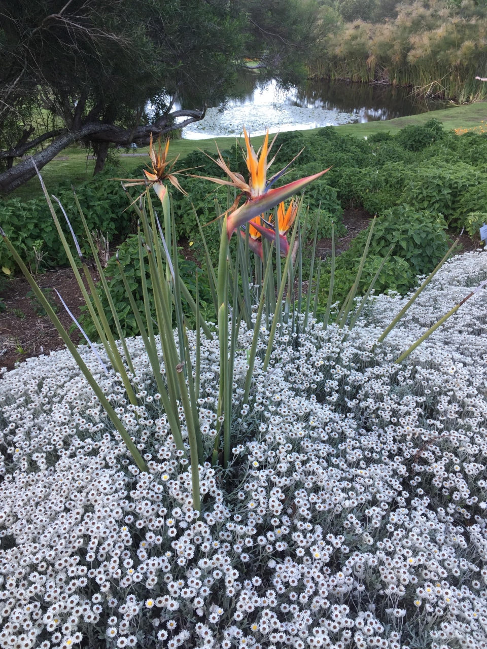 『南アフリカ お花見旅行-3 ケープタウン観光編 カーステンボッシュ植物園』ケープタウン(南アフリカ共和国)の旅行記・ブログ by