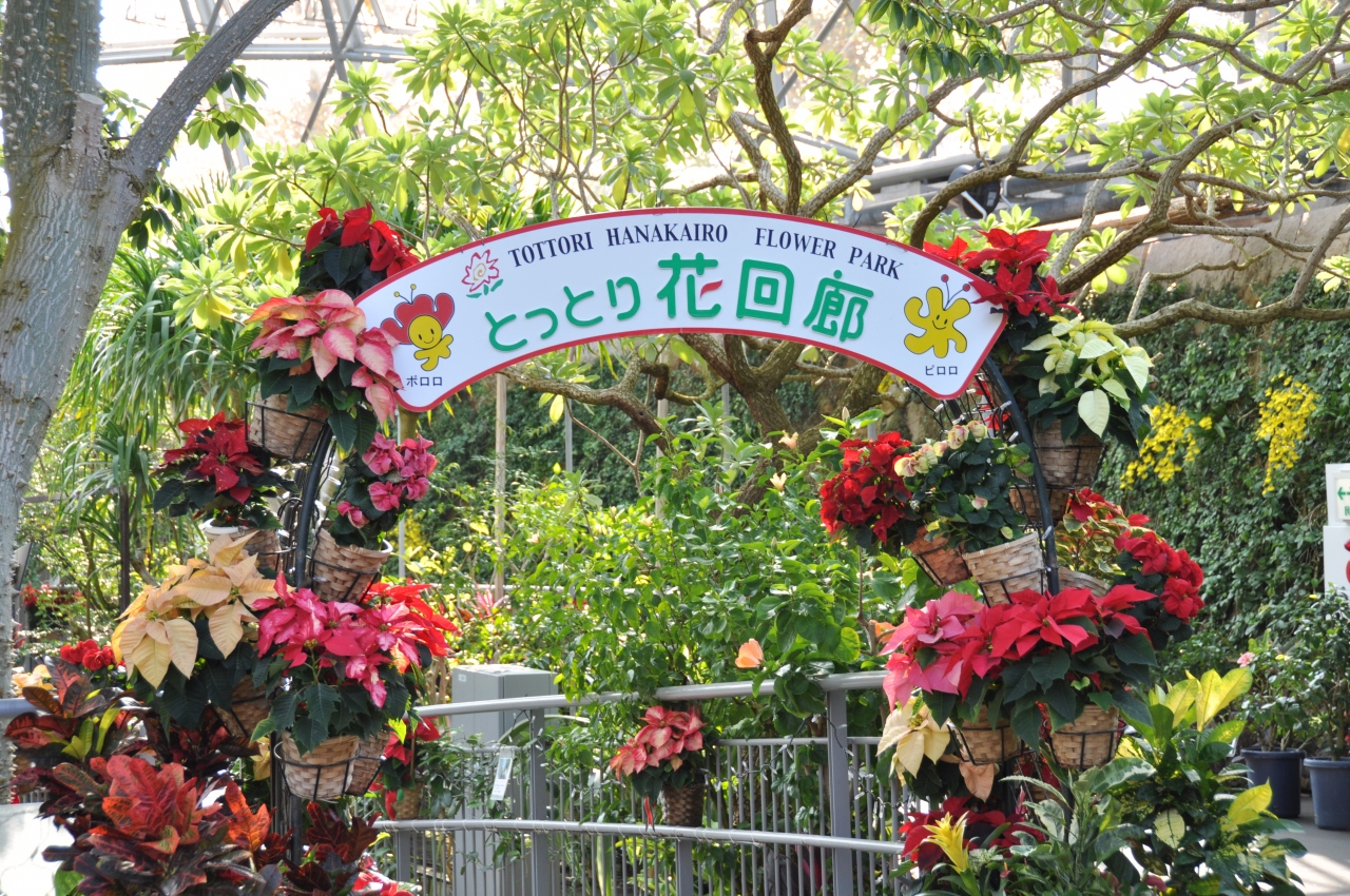 大山 蒜山 とっとり花回廊ドライブ旅行 蒜山高原 鳥取側 鳥取県 の旅行記 ブログ By とぼけ老人さん フォートラベル