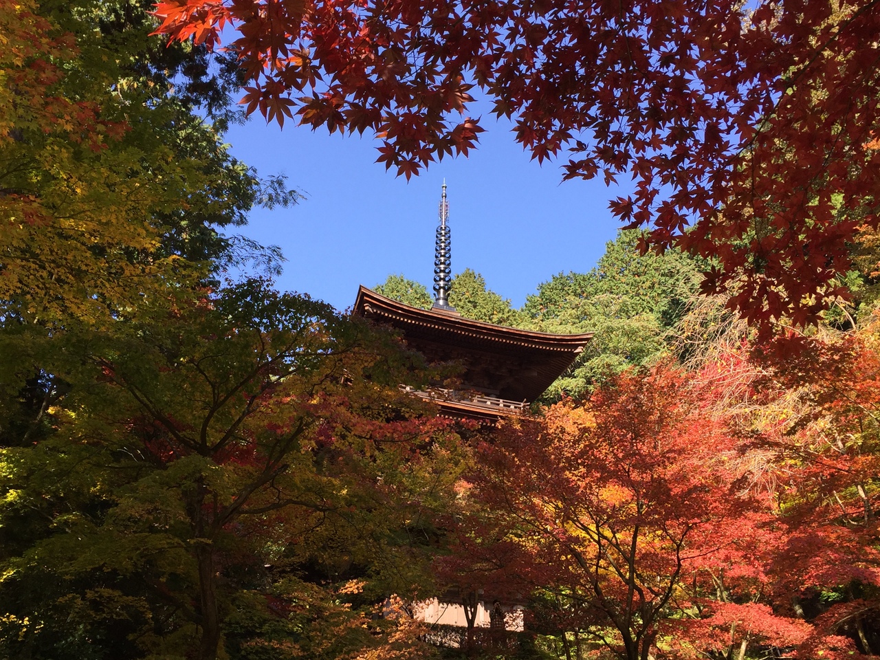 去年とは違う滋賀県の紅葉の魅力に酔いしれる Part I 石山寺 湖東三山編 湖東三山 多賀 東近江 滋賀県 の旅行記 ブログ By Juniper Breezeさん フォートラベル