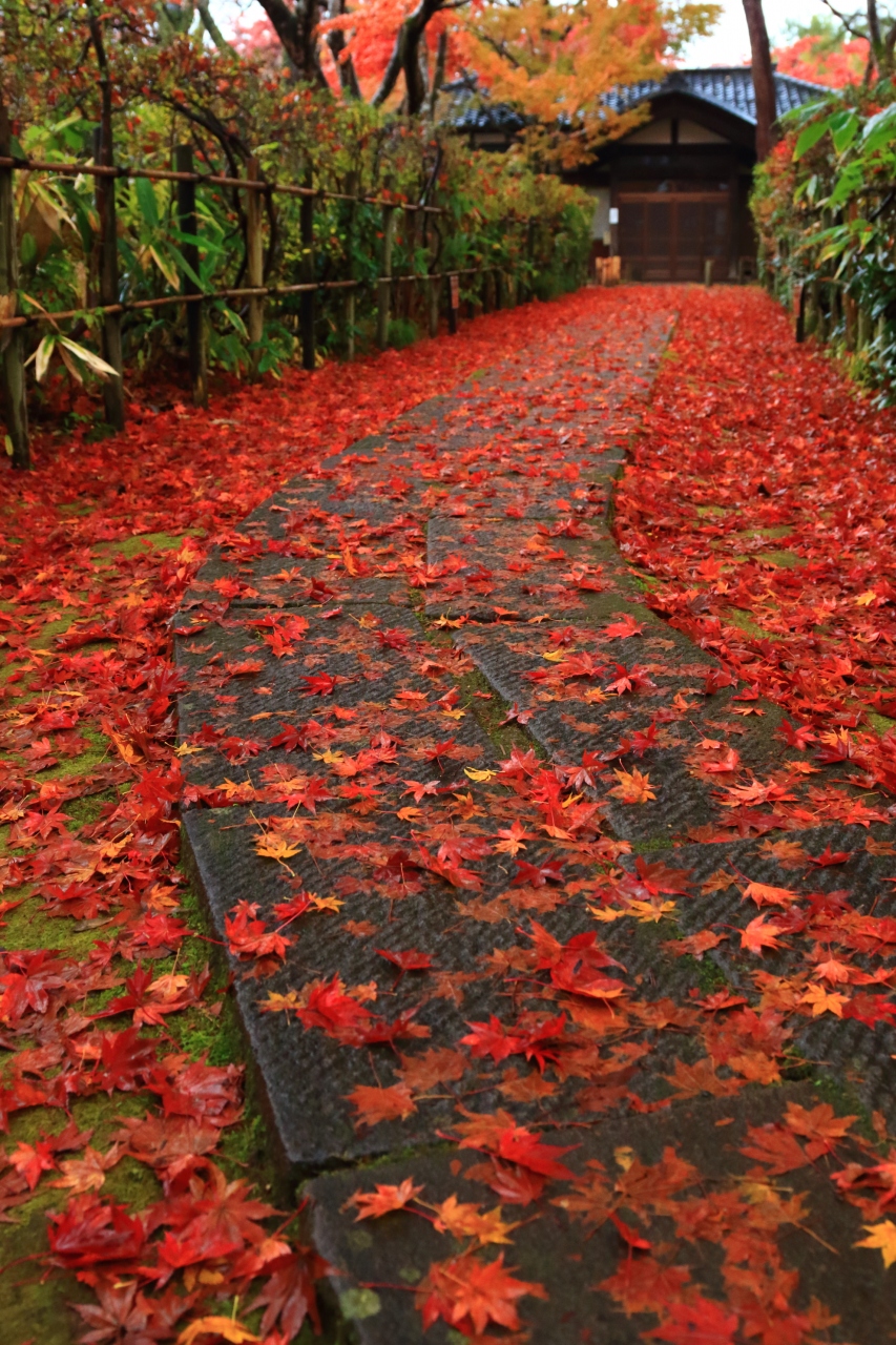 新潟 紅葉めぐり 長岡市 もみじ園 村松公園 加茂山公園 如法寺 久成院 長岡 寺泊 新潟県 の旅行記 ブログ By ふーさん フォートラベル