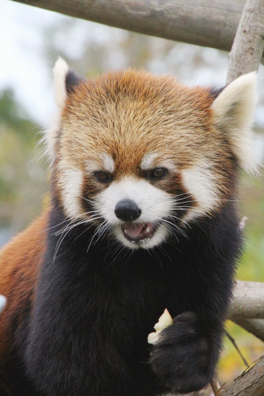 夢叶った北海道レッサーパンダ遠征 円山動物園 3 レッサーパンダ特集 もぐもぐタイムのホクト坊ちゃんと入婿エイタくん 円山初代レッサーカップルのココちゃんとセイタくん 札幌 北海道 の旅行記 ブログ By まみさん フォートラベル 夢叶った北海道レッサーパンダ遠征 円山動物園 3 レッサーパンダ特集 もぐもぐタイムのホクト坊ちゃんと入婿エイタくん 円山初代レッサーカップルのココちゃんとセイタくん 札幌 北海道 の旅行記 ブログ By まみさん フォートラベル
