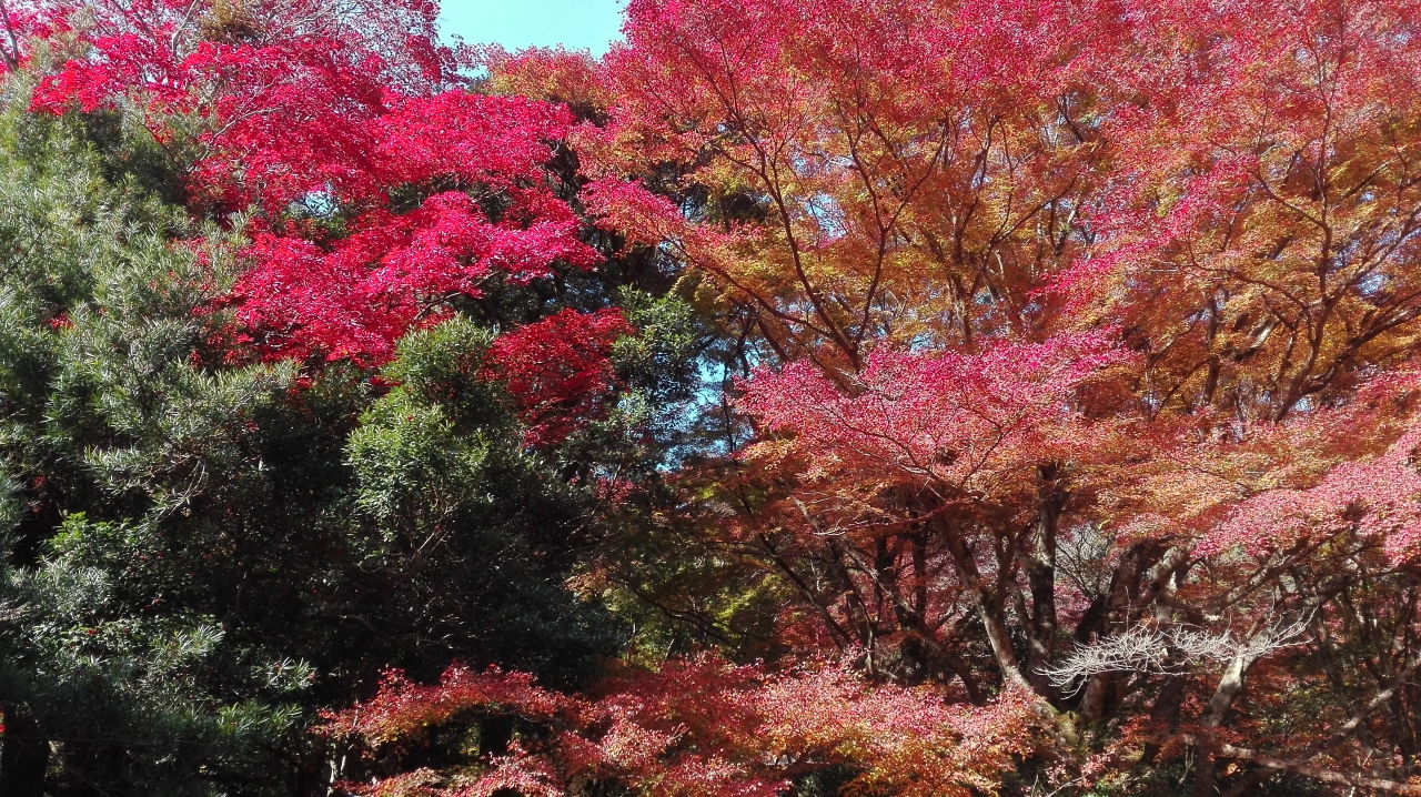 紅葉を見に行ってきました 出雲市 島根県 の旅行記 ブログ By Kaikunnofanさん フォートラベル
