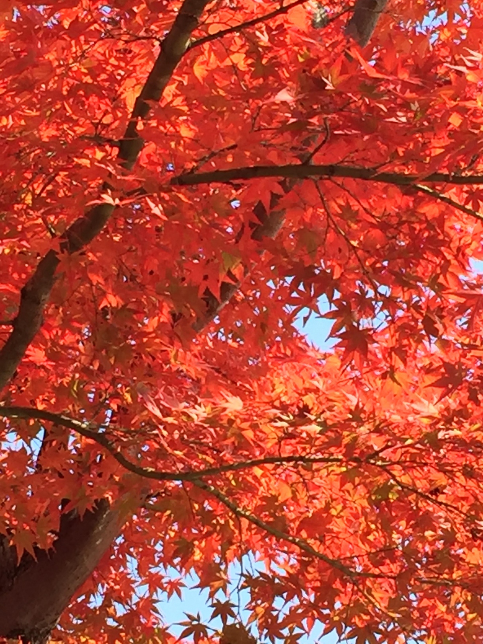 昭和記念公園 紅葉 ２０１６ 立川 東京 の旅行記 ブログ By Hiro Byonさん フォートラベル