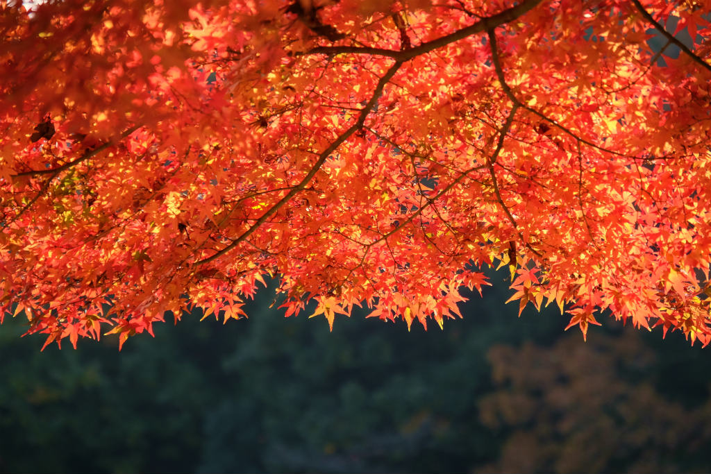 知る人ぞ知る 埼玉県吉見町 八丁湖の紅葉 東松山 埼玉県 の旅行記 ブログ By 義臣さん フォートラベル