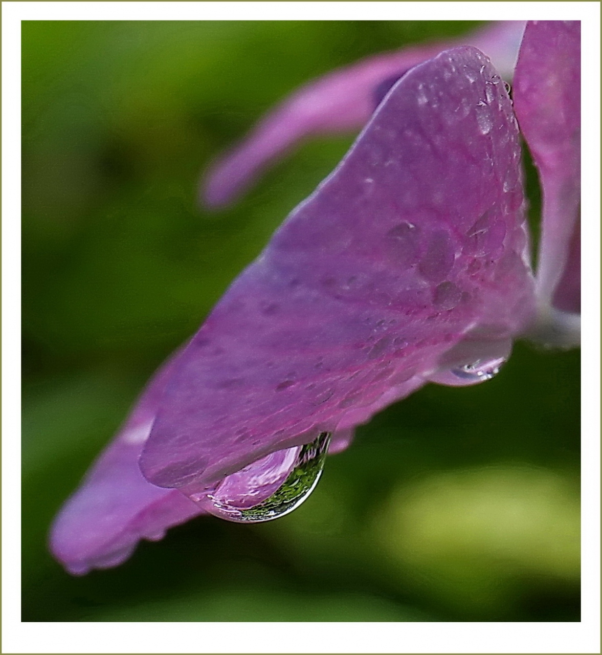 Solitary Journey 1786 梅雨どきを美しく彩る雨に濡れた紫陽花 お地蔵さんも微笑んでいました 花の寺観音寺 広島市佐伯区 広島 西 佐伯 広島県 の旅行記 ブログ By Mechagodzilla 703さん フォートラベル