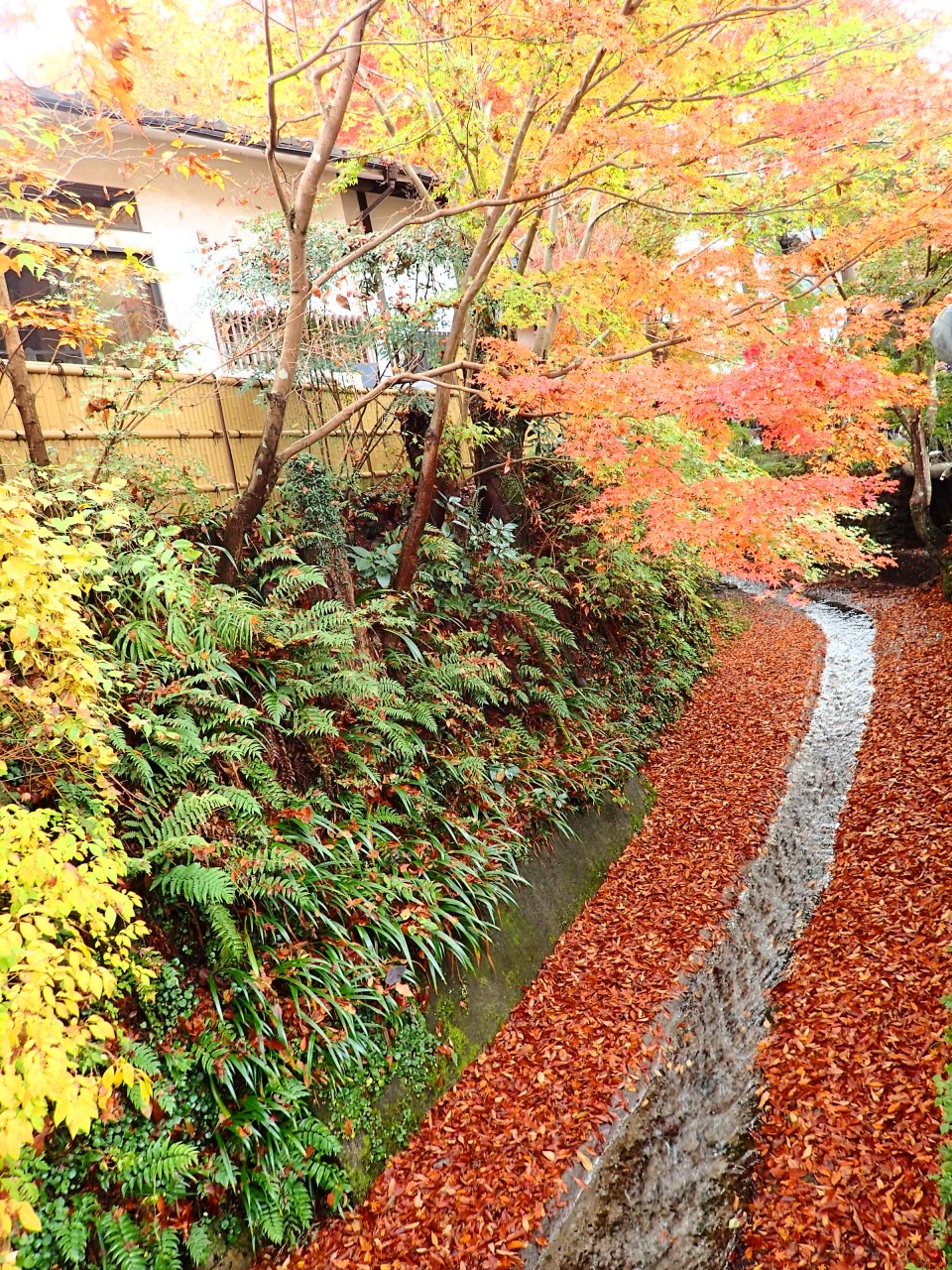 週末の紅葉高尾山は超混雑 高尾 八王子 東京 の旅行記 ブログ By 有栖さん フォートラベル 週末の紅葉高尾山は超混雑 高尾 八王子 東京 の旅行記 ブログ By 有栖さん フォートラベル