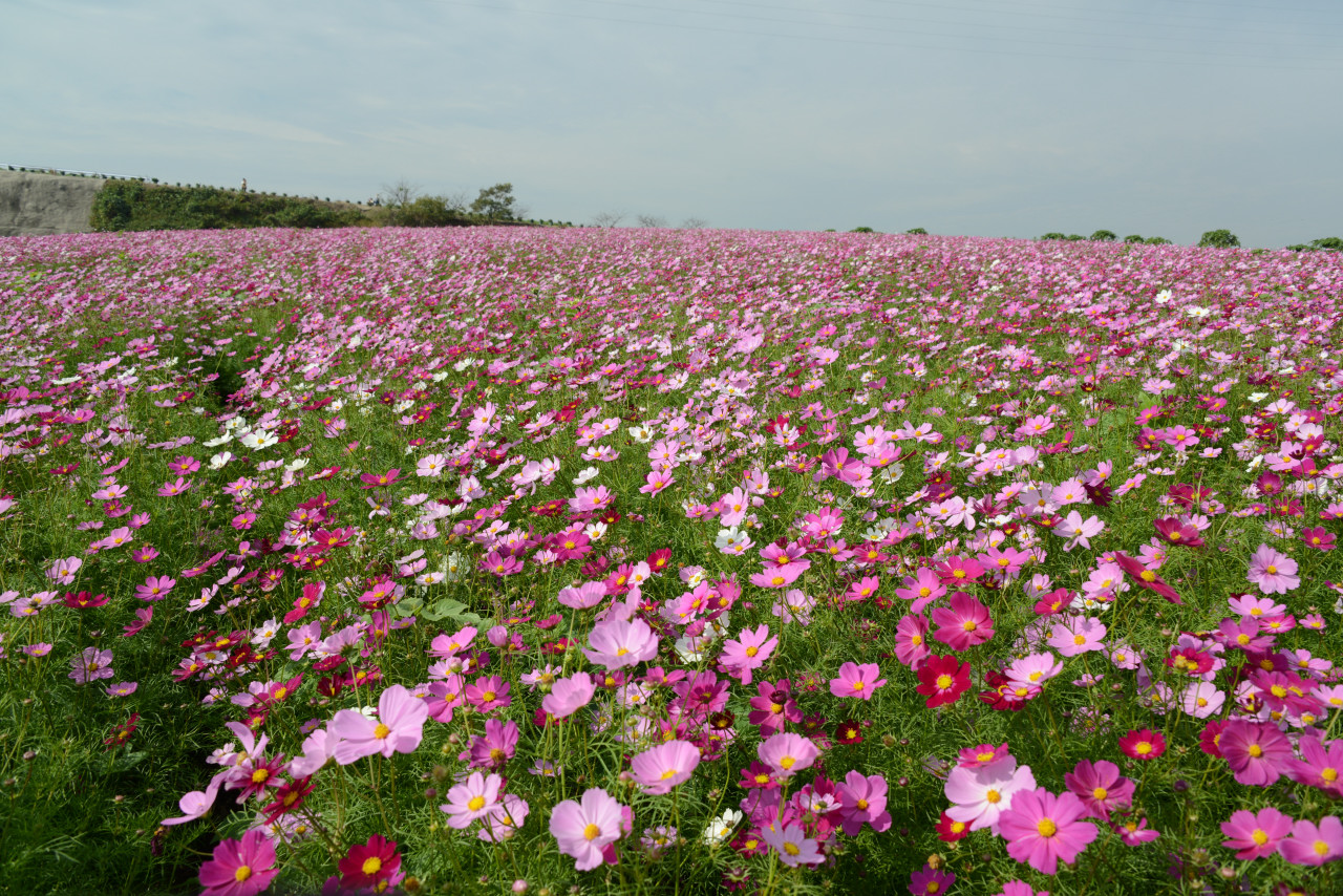 観光農園 花ひろば 愛知県南知多町 に遊ぶ 内海 南知多 愛知県 の旅行記 ブログ By Punchmsさん フォートラベル