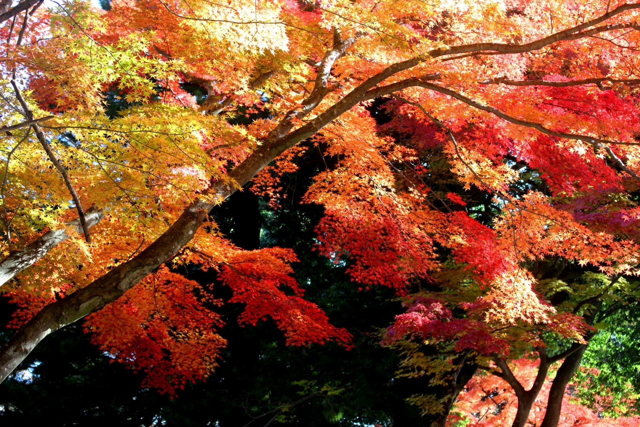晩秋のみちのく須賀川紅葉めぐり 旭ヶ岡公園編 須賀川 福島県 の旅行記 ブログ By J Ryuさん フォートラベル