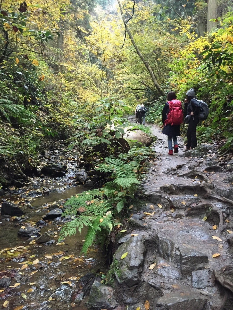 尾山 登山 高