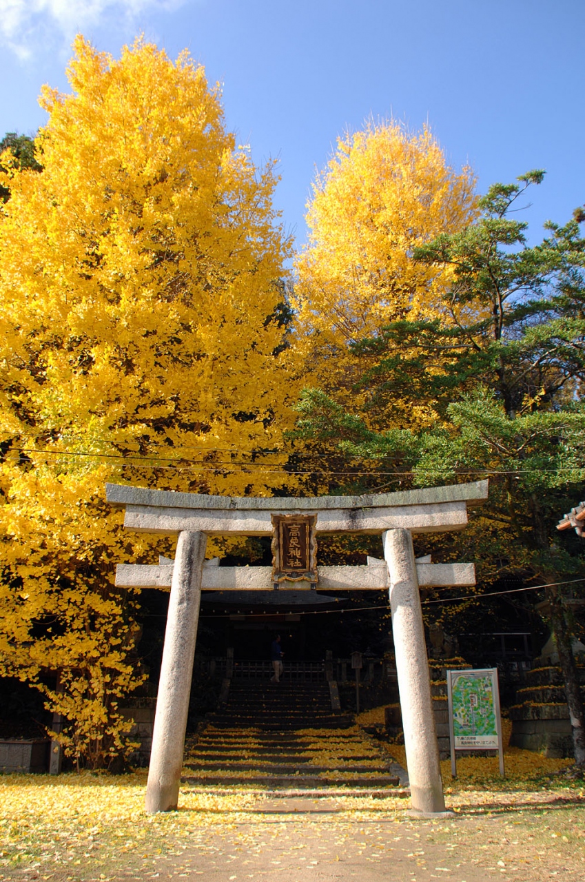 八幡の紅葉01 石清水八幡宮摂社 高良神社の大銀杏 八幡 城陽 京都 の旅行記 ブログ By こまちゃんさん フォートラベル 八幡の紅葉01 石清水八幡宮摂社 高良神社の大銀杏 八幡 城陽 京都 の旅行記 ブログ By こまちゃんさん フォートラベル