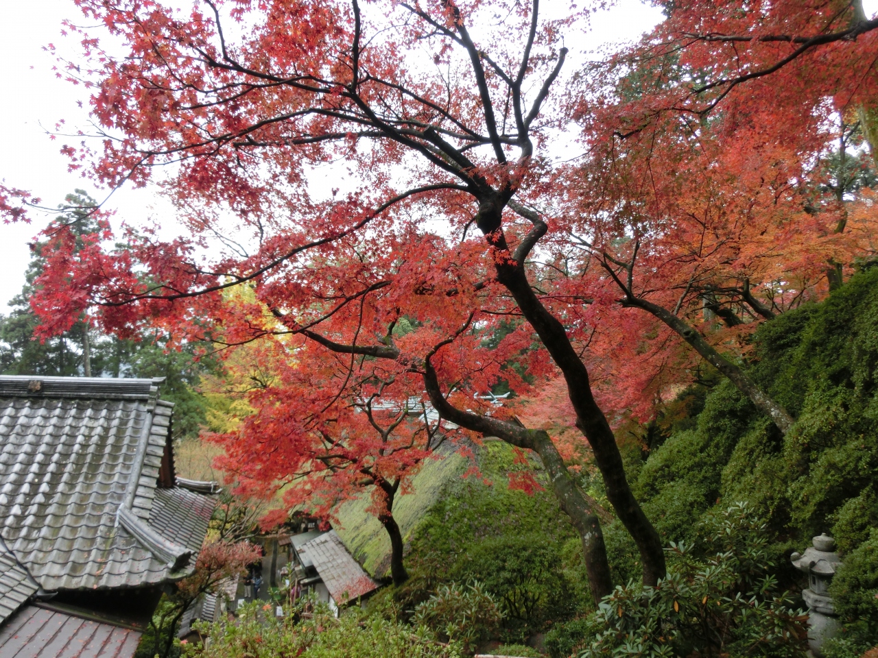 秋の九州 山口の旅 １ 大興善寺の紅葉 鳥栖 基山 佐賀県 の旅行記 ブログ By Mickさん フォートラベル