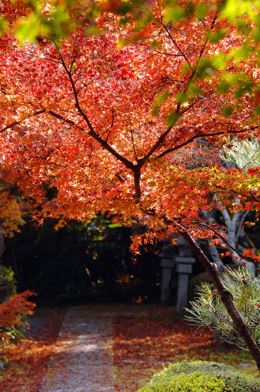 八幡の紅葉03 石清水八幡宮膝元 善法律寺の紅葉 八幡 城陽 京都 の旅行記 ブログ By こまちゃんさん フォートラベル