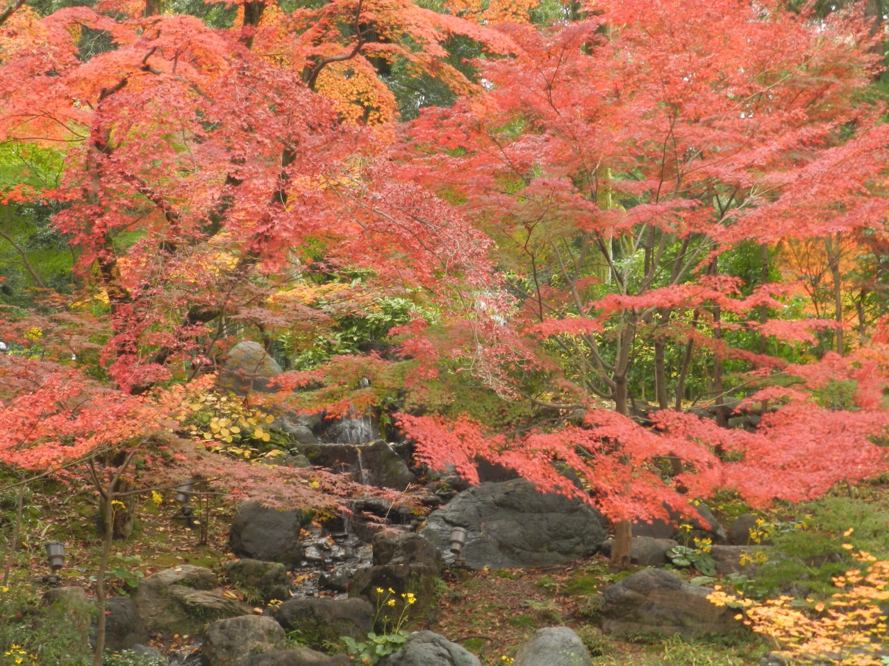 洋食akira でランチ 長岡天満宮の紅葉 長岡京で 紅葉狩り プチオフ会 前編 長岡京 向日 京都 の旅行記 ブログ By Joecoolさん フォートラベル 洋食akira でランチ 長岡天満宮の紅葉 長岡京で 紅葉狩り プチオフ会 前編 長岡京 向日 京都 の旅行記 ブログ By Joecoolさん フォートラベル