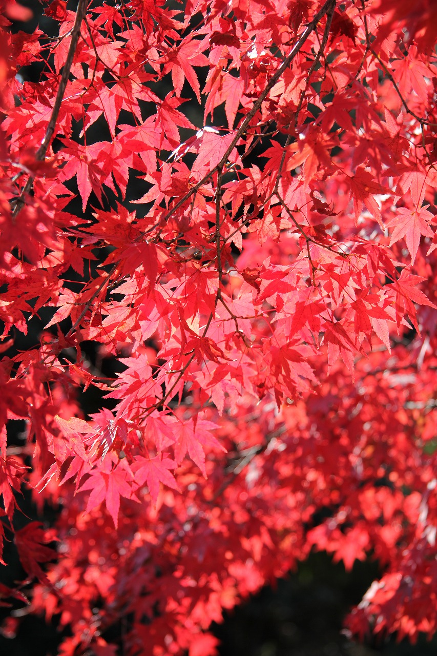 秋の東山動植物園 紅葉とかわいい動物に癒される 星が丘テラス The Kitchenでお買い物 千種 今池 愛知県 の旅行記 ブログ By 4人目のふーさん フォートラベル 秋の東山動植物園 紅葉とかわいい動物に癒される 星が丘テラス The Kitchenでお買い物 千種 今池 愛知県 の旅行記 ブログ By 4人目のふーさん フォートラベル