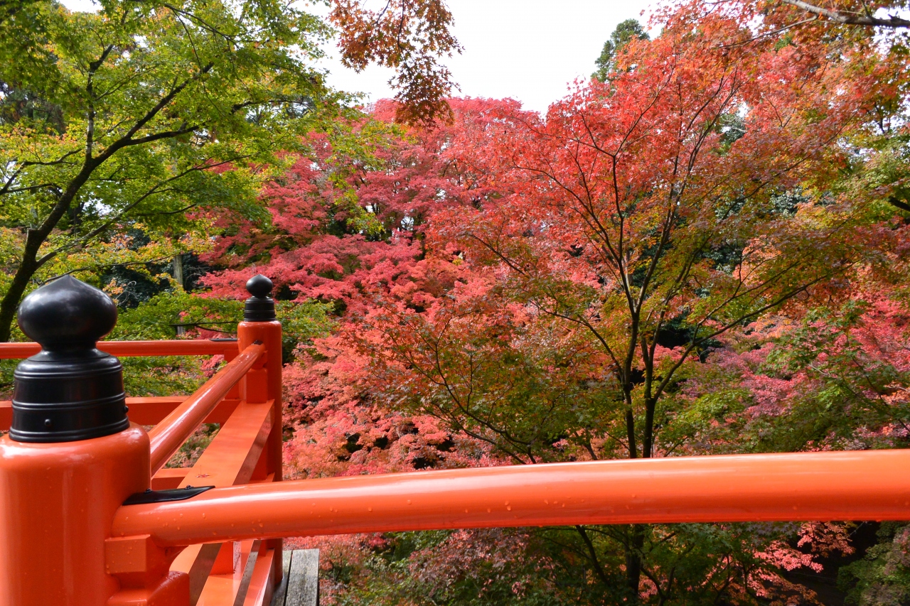 京都の紅葉 北野天満宮御土居と無鄰菴 東山 祇園 北白川 京都 の旅行記 ブログ By みーみさん フォートラベル