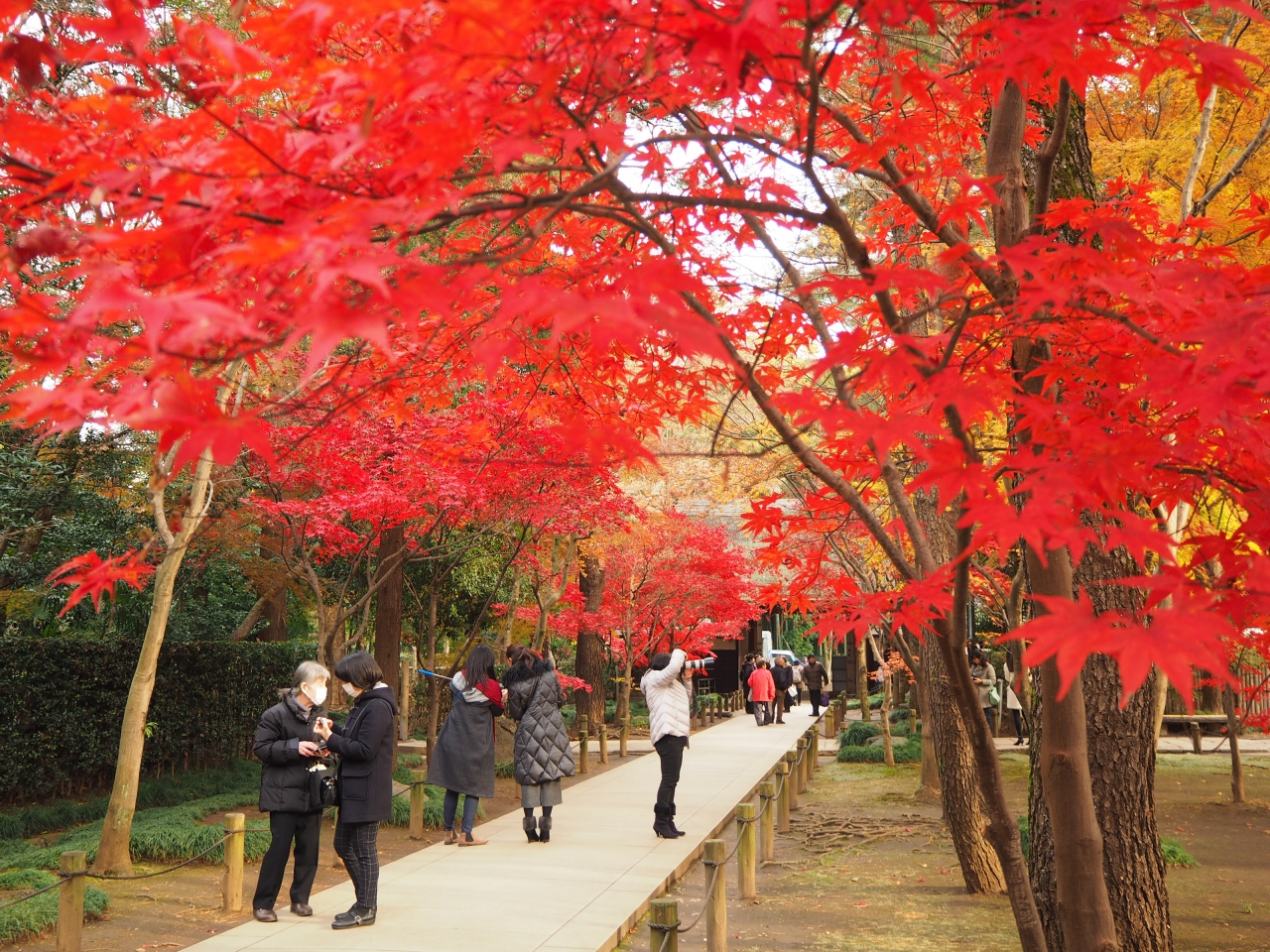 関東屈指の紅葉名所 平林寺 天然記念物平林寺境内林 新座 朝霞 和光 志木 埼玉県 の旅行記 ブログ By Momotaさん フォートラベル