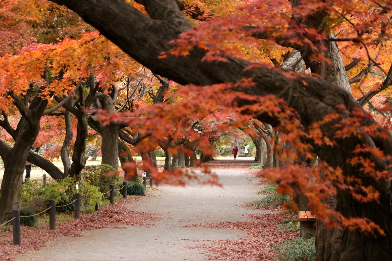 小石川植物園 行く秋を惜しんで 目白 東京 の旅行記 ブログ By Oakatさん フォートラベル 小石川植物園 行く秋を惜しんで 目白 東京 の旅行記 ブログ By Oakatさん フォートラベル