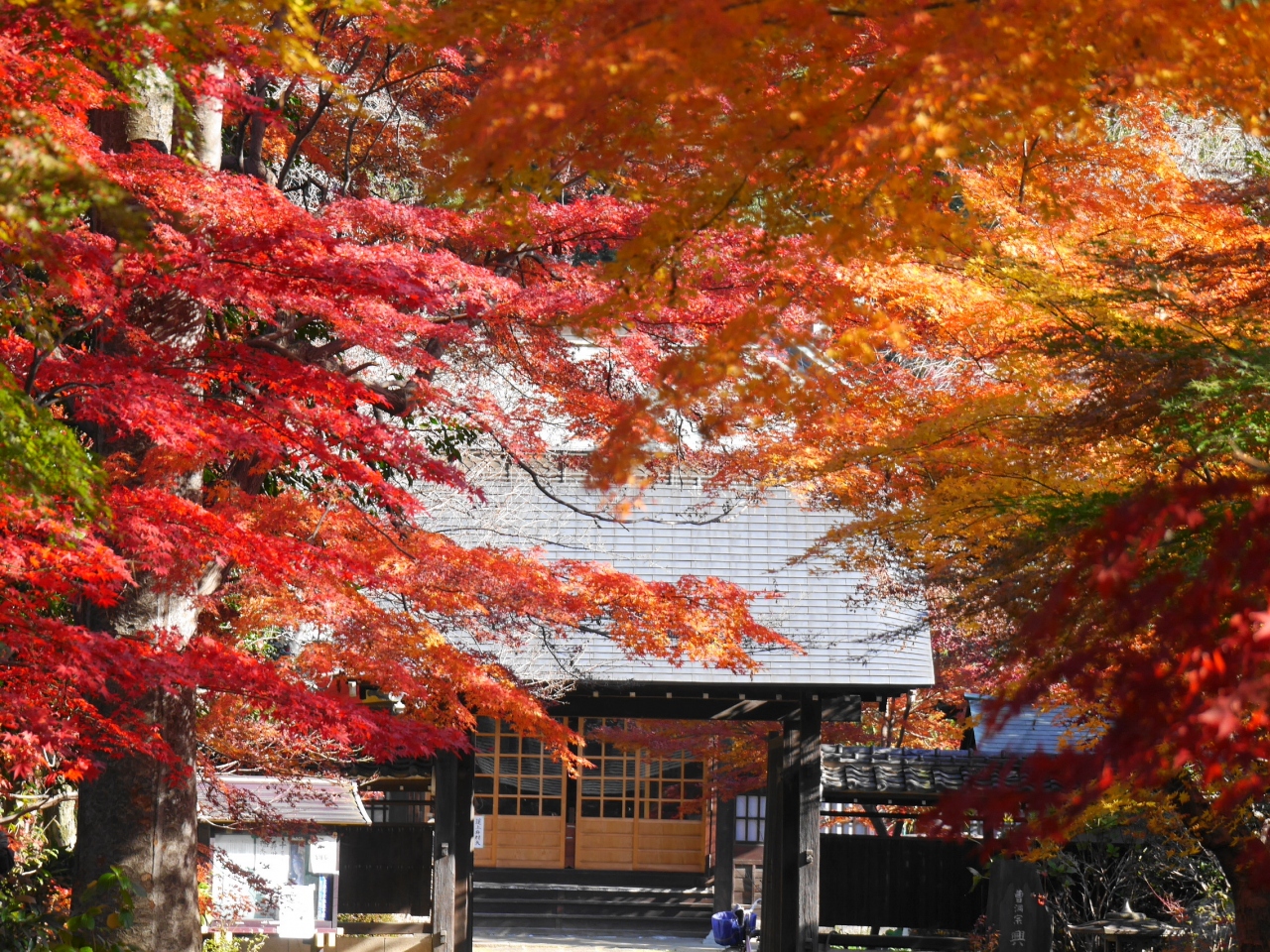 晩秋の小林もみじ園 興禅院 16 12 03 川口 戸田 蕨 埼玉県 の旅行記 ブログ By 杏仁豆腐さん フォートラベル