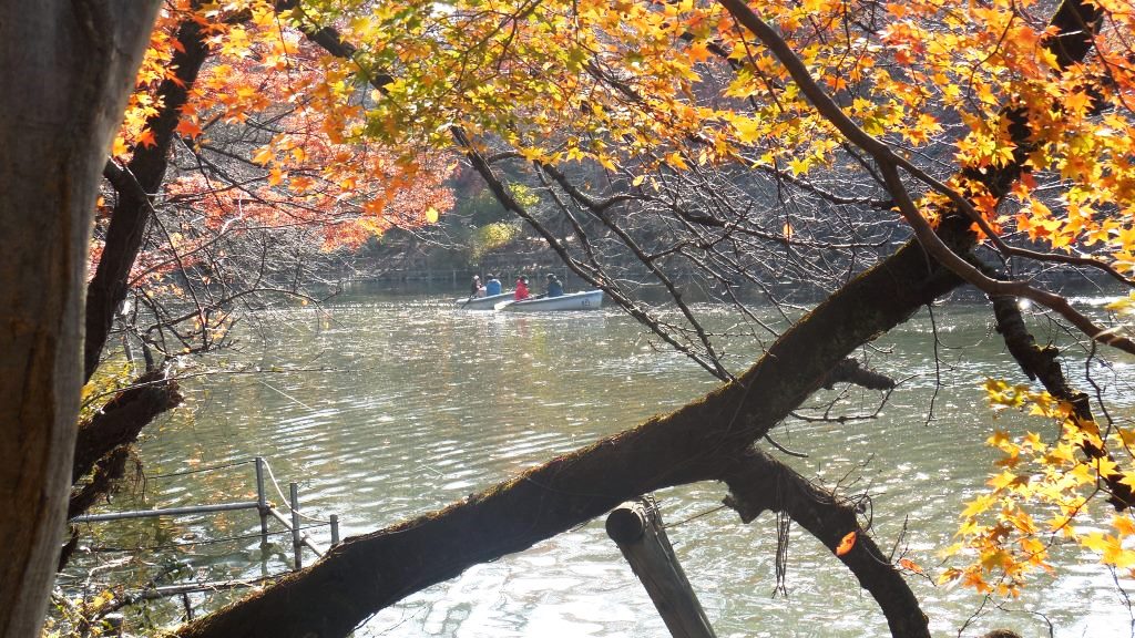 錦秋の武蔵野を歩く トトロの森からゲゲゲの森へ1 井の頭公園 吉祥寺 三鷹 東京 の旅行記 ブログ By Fmi ふみ さん フォートラベル