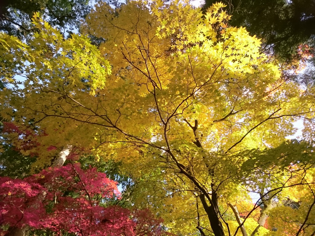 ぶらりと小國神社の紅葉へ 森 静岡県 の旅行記 ブログ By Tdrさん フォートラベル