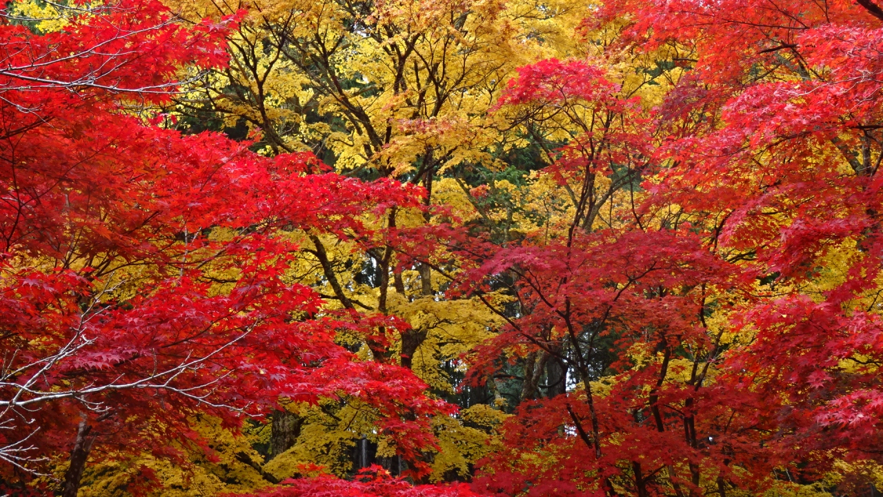 丹波篠山の紅葉狩り ５ 洞光寺の紅葉 丹波篠山 兵庫県 の旅行記 ブログ By Hn11さん フォートラベル