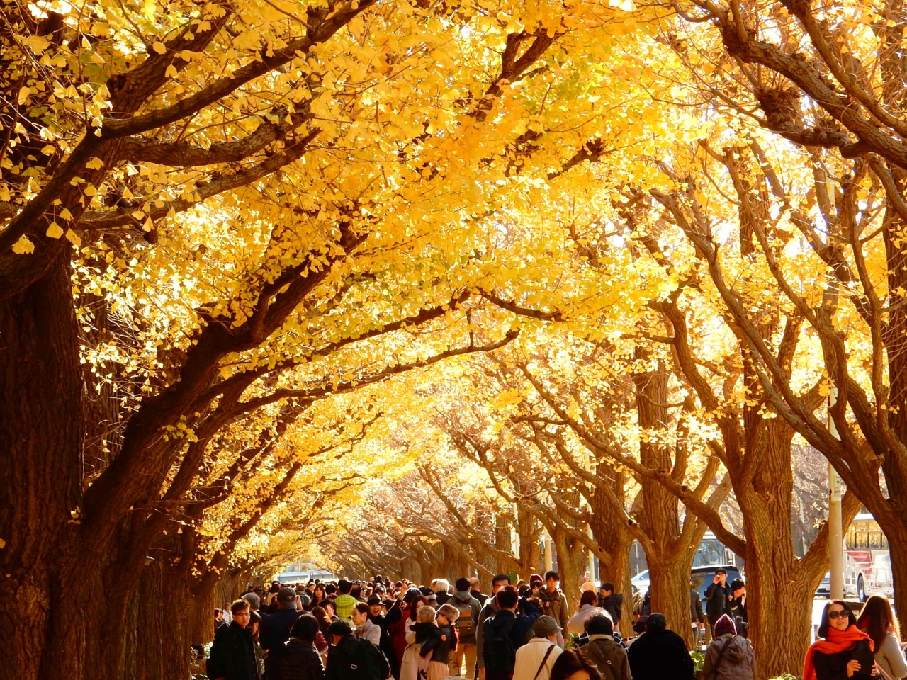 都心の紅葉さがし 神宮外苑 新宿御苑 さんぽ 16 信濃町 千駄ヶ谷 東京 の旅行記 ブログ By 旅姿さん フォートラベル