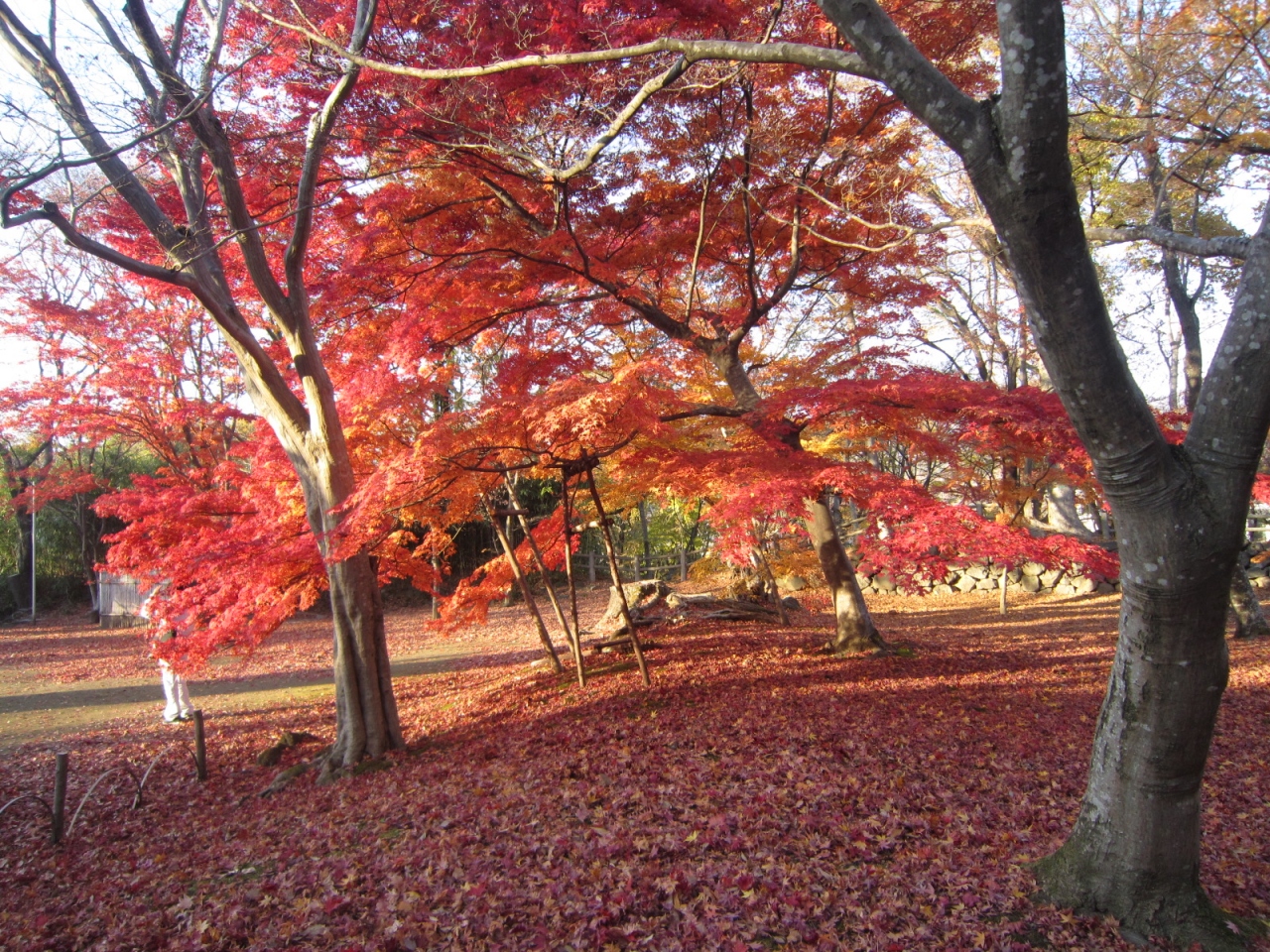 紅葉の上田 小諸 上田 長野県 の旅行記 ブログ By Kunyosさん フォートラベル