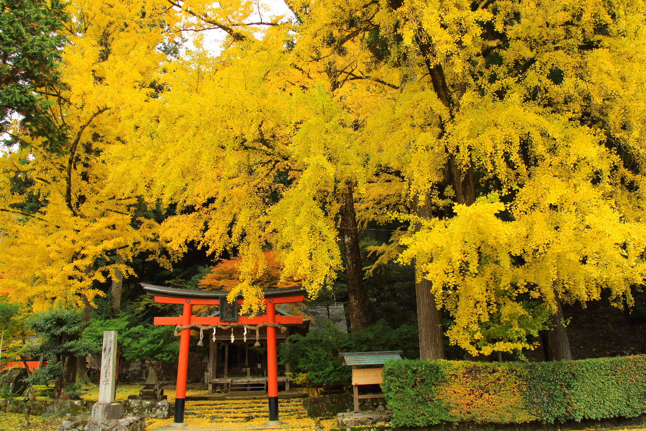 黄葉の岩戸落葉神社 美山かやぶきの里へ 南丹 京都 の旅行記 ブログ By Jyugonさん フォートラベル