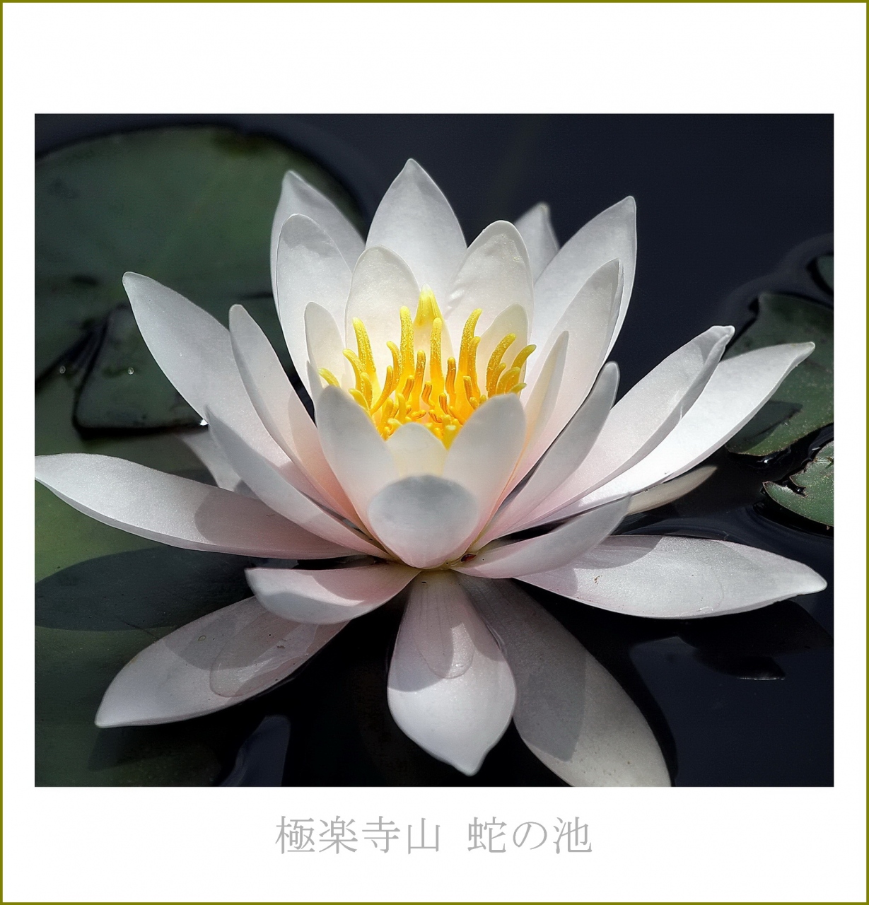 Solitary Journey 1787 濃い霧の中 水の妖精スイレンの花を鑑賞してきました 極楽寺山蛇の池 熊野 阿戸の町並み 広島 県廿日市市 大竹 廿日市 広島県 の旅行記 ブログ By Mechagodzilla 703さん フォートラベル Solitary Journey 1787 濃い霧の中 水の妖精スイレンの花を鑑賞してきました 極楽寺山蛇の池 熊野 阿戸の町並み 広島 県廿日市市 大竹 廿日市 広島県 の旅行記 ブログ By Mechagodzilla 703さん フォートラベル