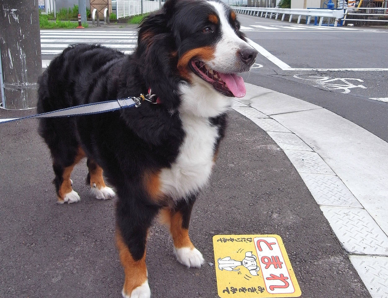 バーニーと行く四国の旅 ２ 目指せ 足摺岬 編 足摺岬周辺 高知県 の旅行記 ブログ By ほいみさん フォートラベル