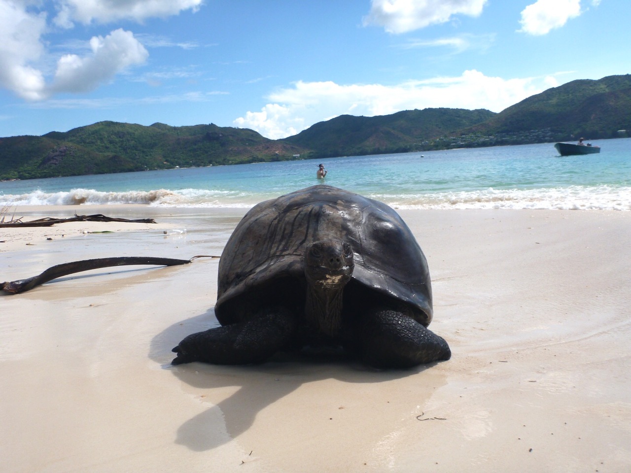 ゾウガメの楽園 キュリーズ島 セーシェル旅行記 セーシェルの旅行記 ブログ By ラグジュアリーに世界を巡るさん フォートラベル