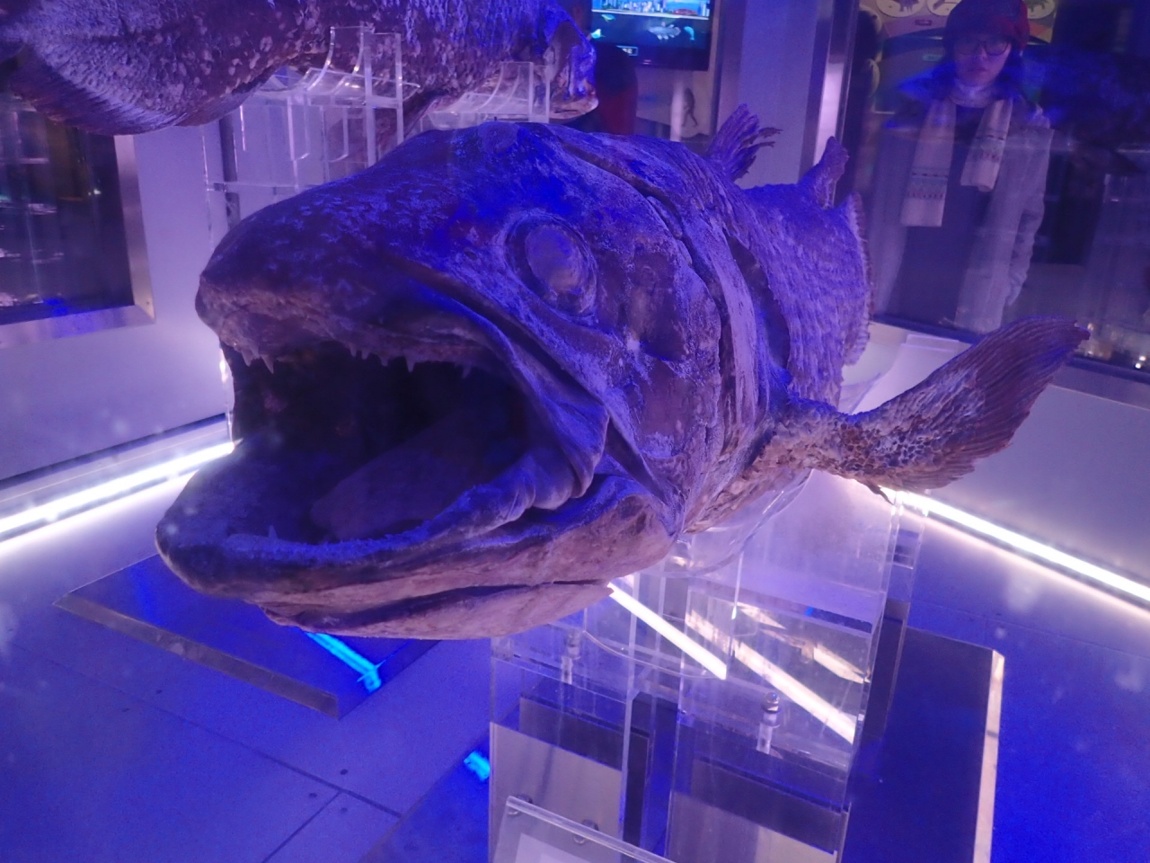 16冬 行くぞ 沼津 深海魚を見る旅 沼津 静岡県 の旅行記 ブログ By りんりんさん フォートラベル 16冬 行くぞ 沼津 深海魚を見る旅 沼津 静岡県 の旅行記 ブログ By りんりんさん フォートラベル