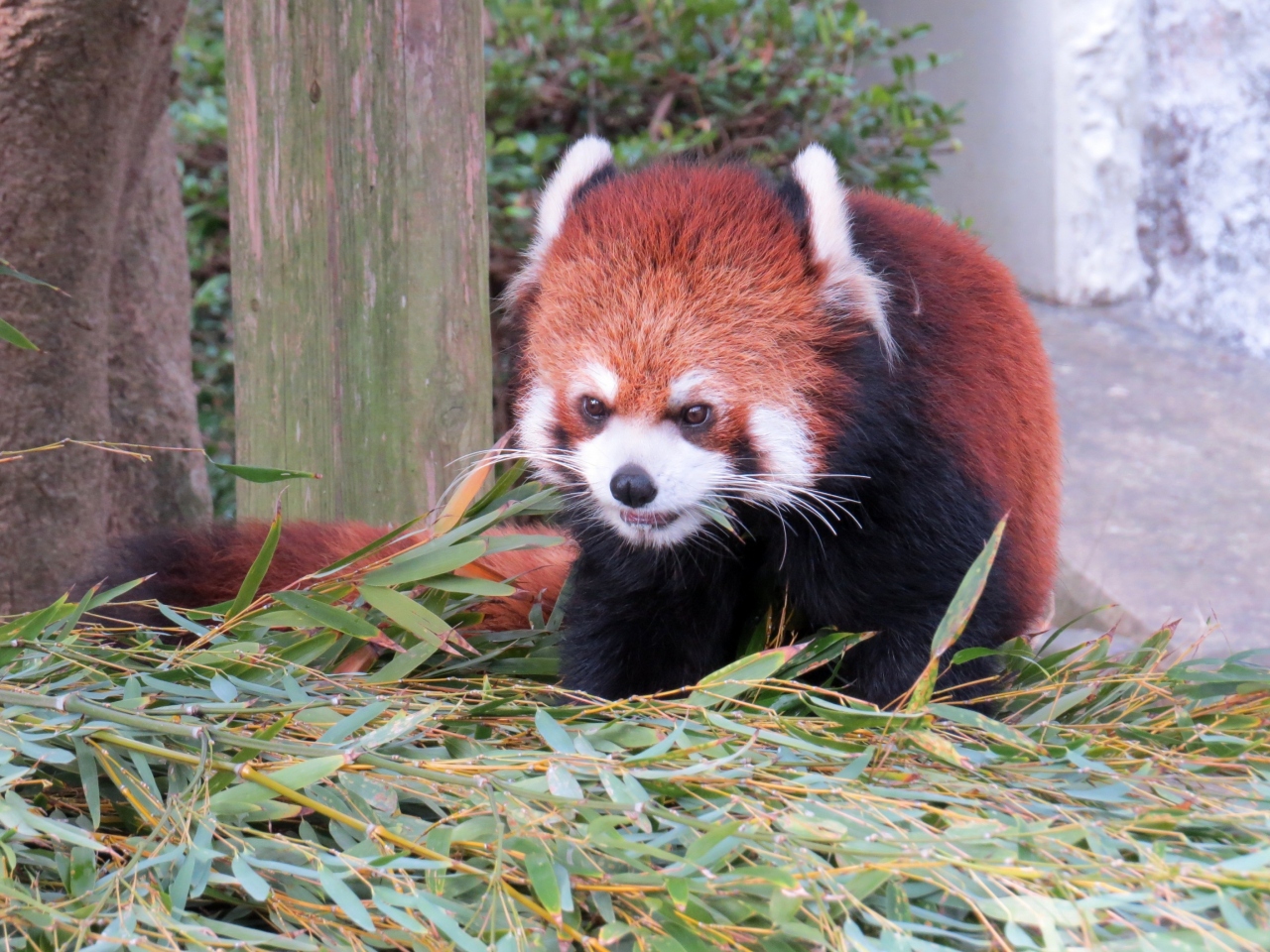 新春レッサーパンダ紀行 １ 九十九島動植物園森きらら 長崎バイオパーク 元日からの営業が嬉しい長崎の２園 ライム君大きくなったね レモン君にも会いたいな 森きらら みんな元気でなによりです 長崎バイオ 佐世保 長崎県 の旅行記 ブログ By