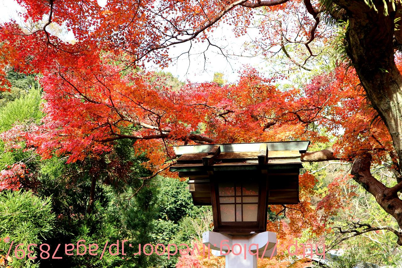 311 16年12月4日 鎌倉 荏柄天神社 鎌倉宮 もみじ狩りぃ 昨年のが残ってるんで ごめんね 泣 2回目の鎌倉 前回の鶴岡八幡宮 長谷寺の続きです 鎌倉 神奈川県 の旅行記 ブログ By Agaさん フォートラベル