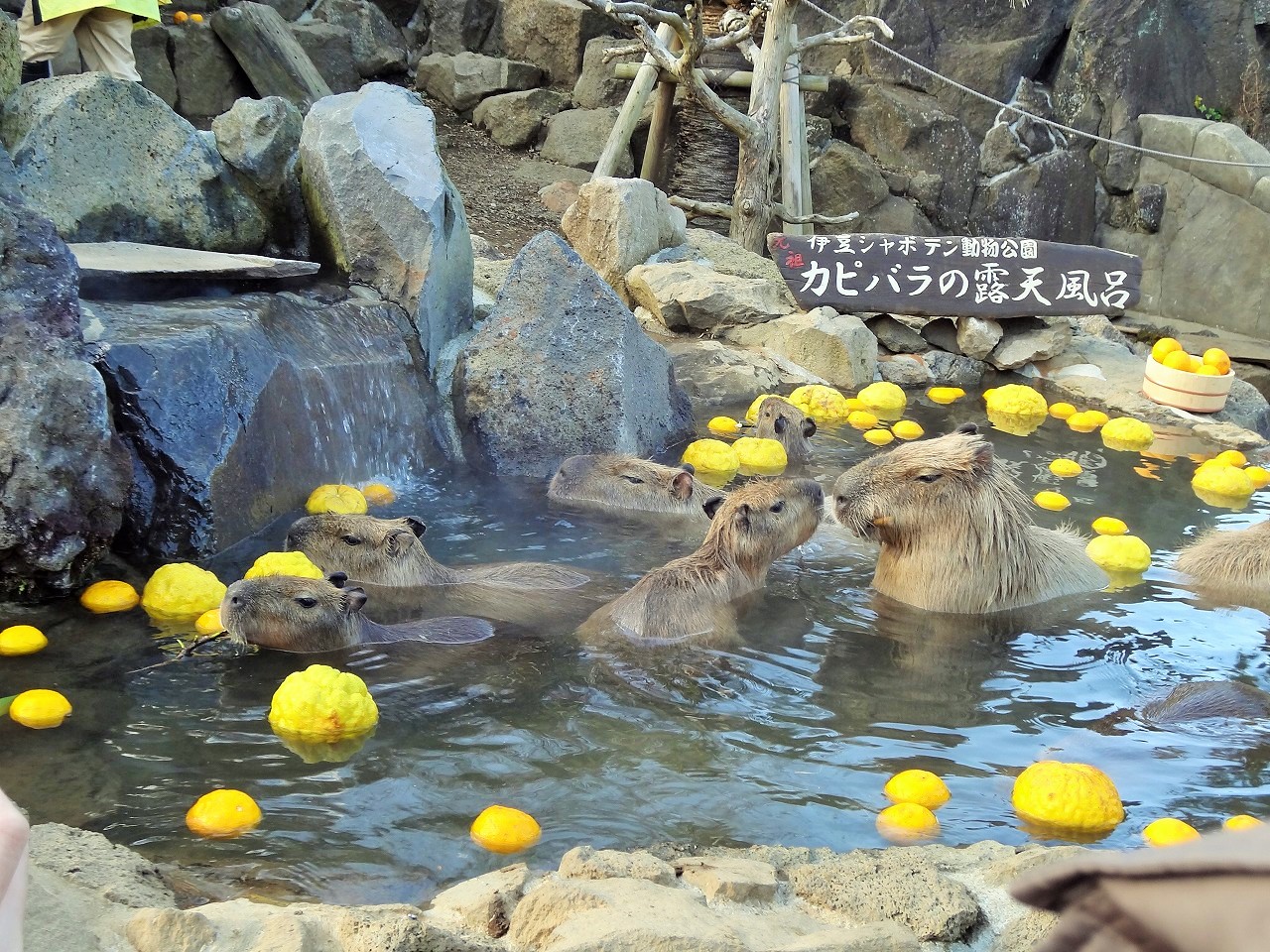 クリスマス 伊豆高原旅行 その２ ヴィラージュ伊豆高原 伊豆シャボテン動物公園編 伊豆高原 静岡県 の旅行記 ブログ By くらげさん フォートラベル