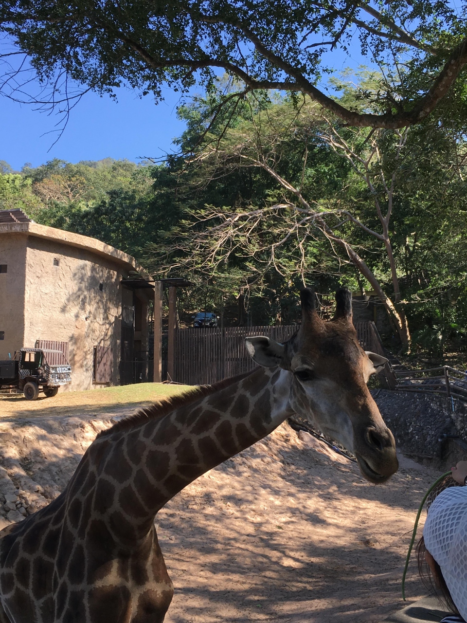 年末タイ カオキアオ動物園 パタヤ タイ の旅行記 ブログ By Jumboさん フォートラベル