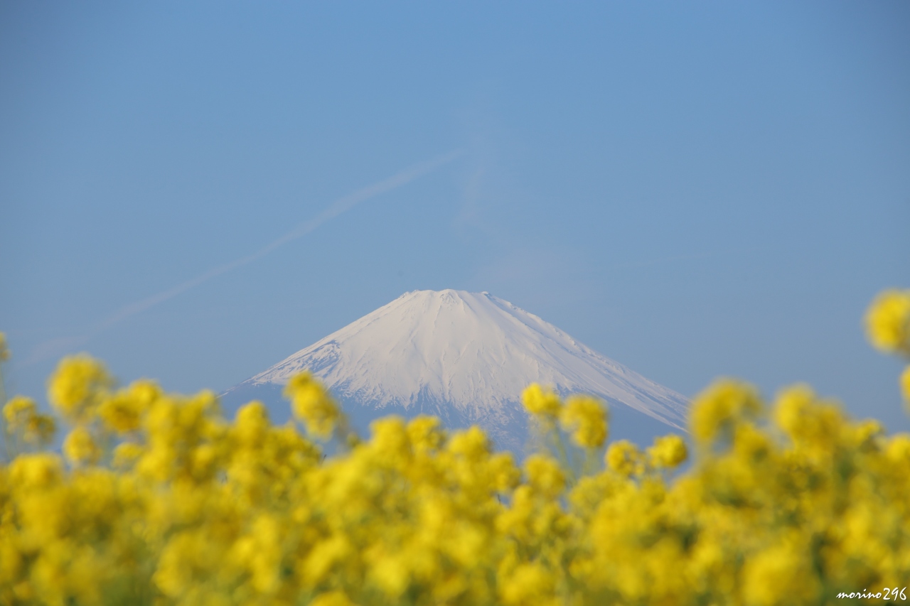 早咲きの菜の花 富士山 相模湾 二宮町 吾妻山公園 平塚 大磯 神奈川県 の旅行記 ブログ By Morino296さん フォートラベル